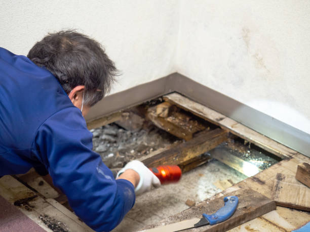 Home Mold Removal in Swanton, OH