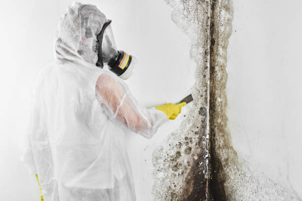 Best Mold Testing  in Swanton, OH