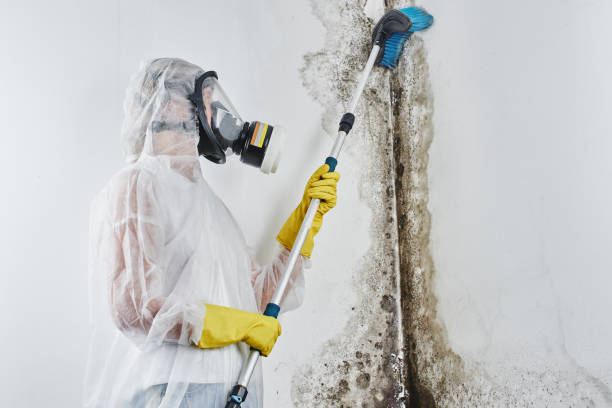 Certified Mold Removal in Swanton, OH