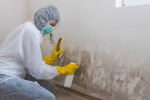 Best Residential Mold Removal  in Swanton, OH