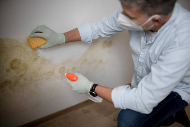 Best Attic Mold Removal  in Swanton, OH