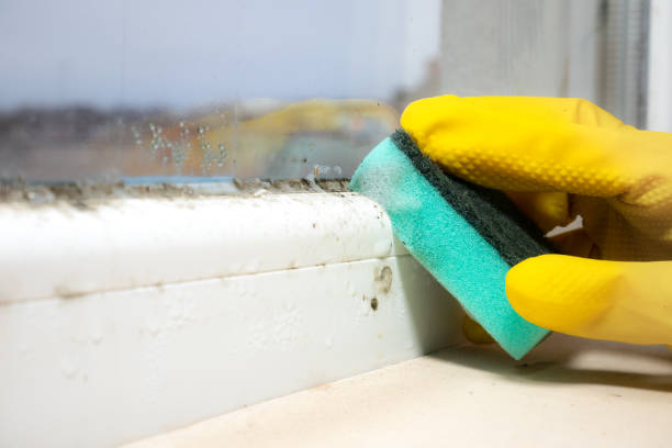 Best Commercial Mold Removal  in Swanton, OH