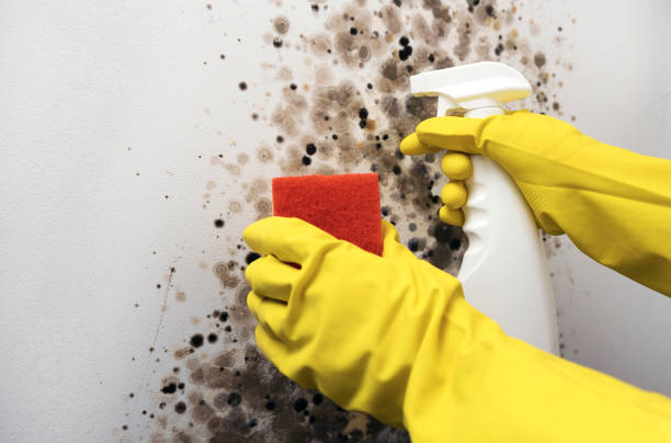 Best Black Mold Removal  in Swanton, OH