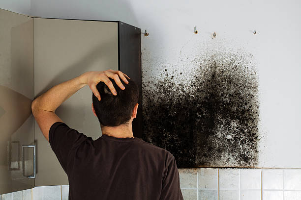 Best Emergency Mold Removal  in Swanton, OH