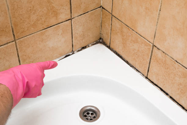 Trusted Swanton, OH Mold Removal Experts